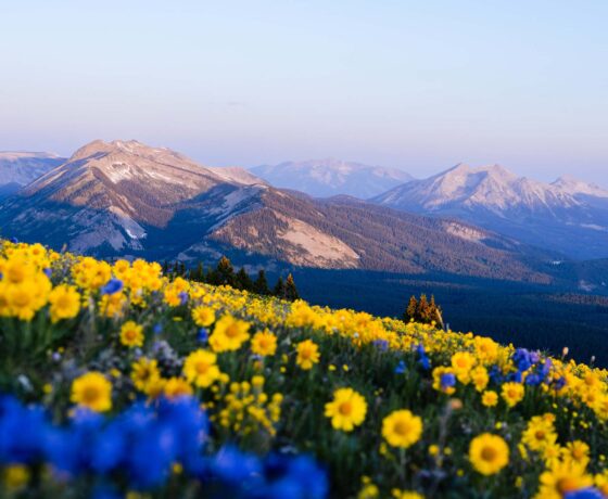 Wildflowers and mountain views at sunrise on top of Mt. Axtell.