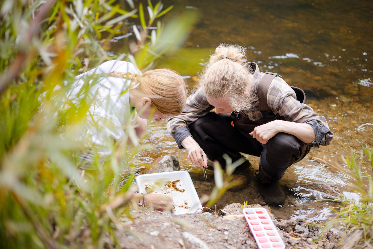 On the bank of the Taylor River students kneel and sort insects.